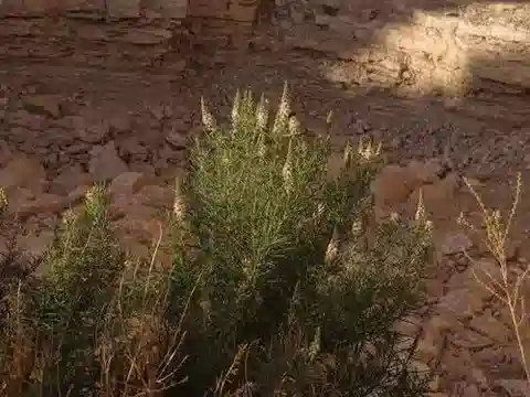 نبات الرسدا stenostachya في بيئته الطبيعية