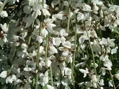 نبات الرَّتَم في بيئته الطبيعية