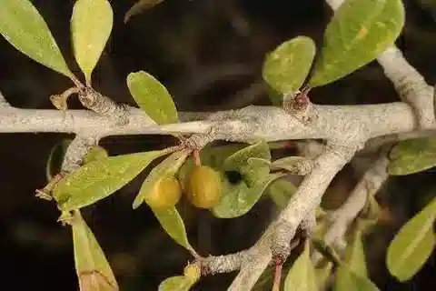 نبات النبق في بيئته الطبيعية