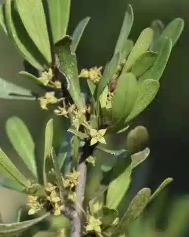 نبات النبق في بيئته الطبيعية