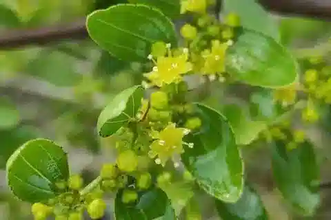 نبات النبق في بيئته الطبيعية