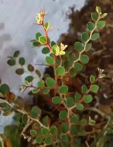 نبات النبق في بيئته الطبيعية