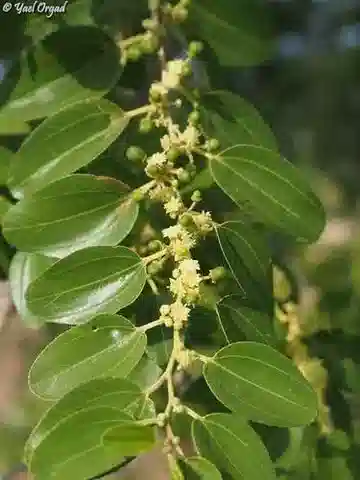 نبات النبق في بيئته الطبيعية