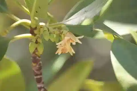 نبات المانغروف mucronata في بيئته الطبيعية
