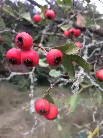 نبات الكوتونيستر في بيئته الطبيعية