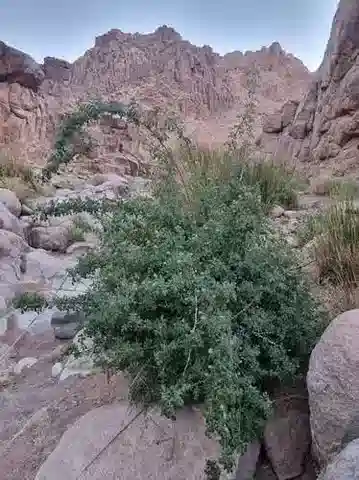 نبات الورد في بيئته الطبيعية