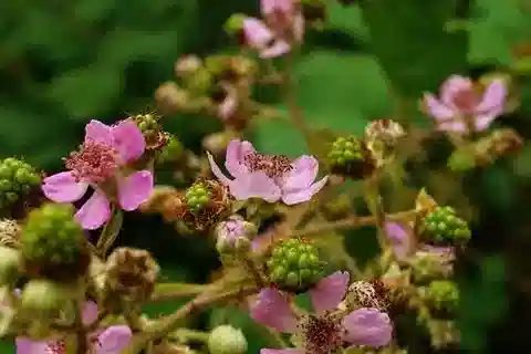 نبات التوت البري في بيئته الطبيعية