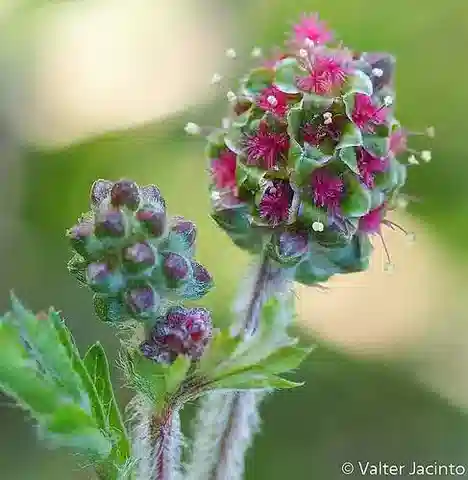 نبات الساغراب في بيئته الطبيعية