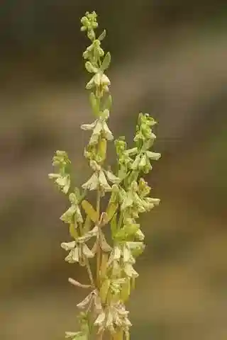 نبات كاليبلتس cucullaris في بيئته الطبيعية