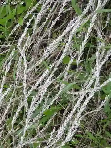 نبات كروشيانيلا aegyptiaca في بيئته الطبيعية