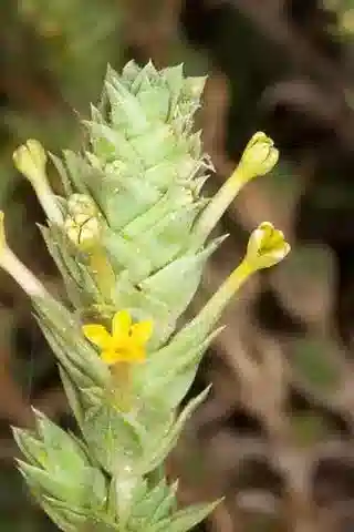 نبات كروشيانيلا maritima في بيئته الطبيعية
