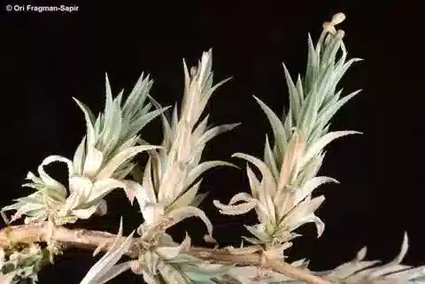 نبات كروشيانيلا membranacea في بيئته الطبيعية