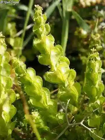 نبات كروشياتا articulata في بيئته الطبيعية