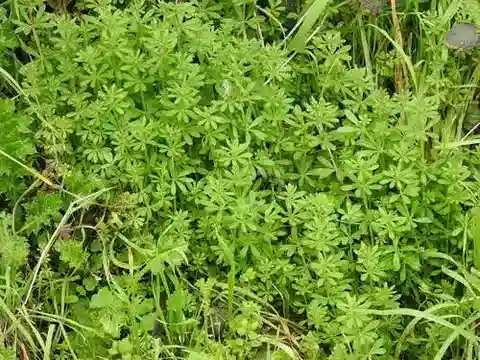 نبات الغاليوم aparine في بيئته الطبيعية