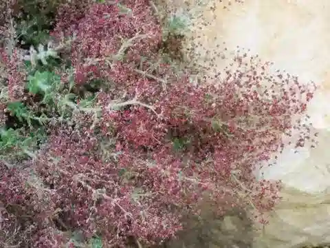 نبات الغاليوم canum subsp. canum في بيئته الطبيعية