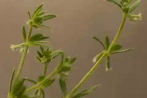 نبات الغاليوم murale في بيئته الطبيعية
