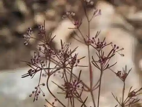 نبات الغاليوم ceratopodum في بيئته الطبيعية