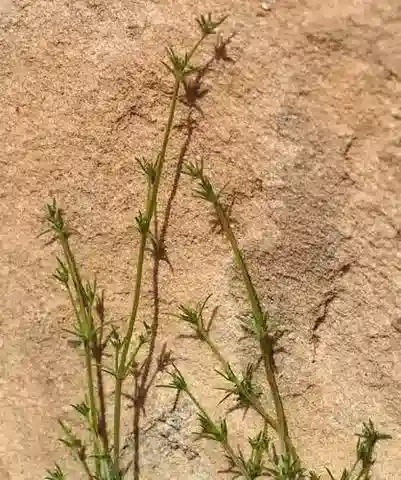 نبات الغاليوم sinaicum في بيئته الطبيعية