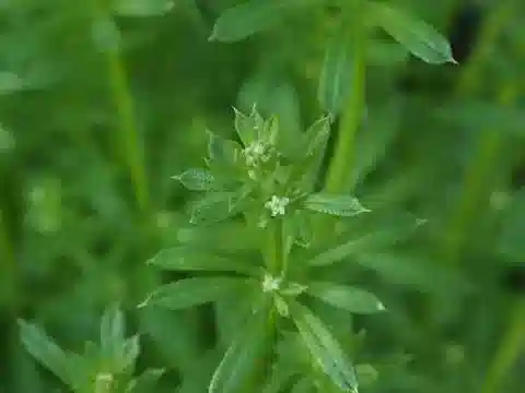 نبات الغاليوم spurium subsp. spurium في بيئته الطبيعية
