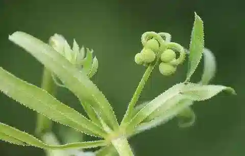 نبات الغاليوم tricornutum في بيئته الطبيعية