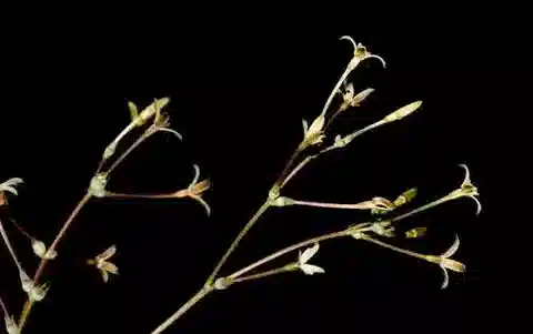 نبات كوهاوتيا caespitosa subsp. caespitosa في بيئته الطبيعية
