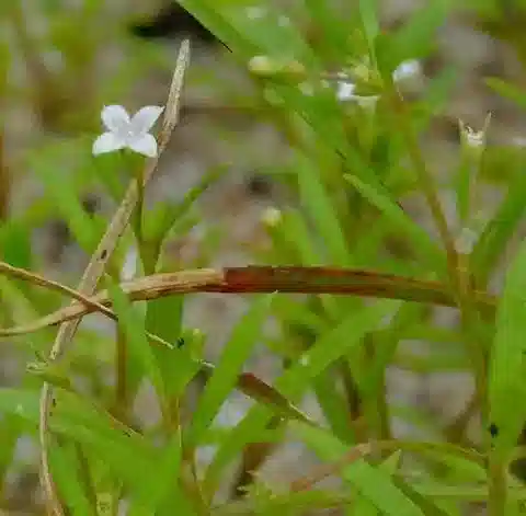 نبات أولدِنلانديا capensis var. pleiosepala في بيئته الطبيعية