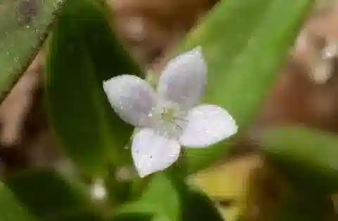 نبات أولدِنلانديا corymbosa var. caespitosa في بيئته الطبيعية