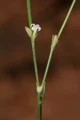 نبات بلوكاما calycoptera في بيئته الطبيعية