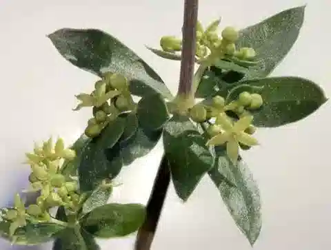 نبات الفُوَّة tenuifolia في بيئته الطبيعية