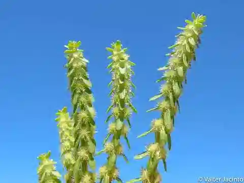 نبات فالانتيا columella في بيئته الطبيعية