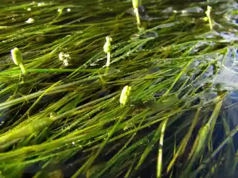 نبات الروبيا البحرية في بيئته الطبيعية