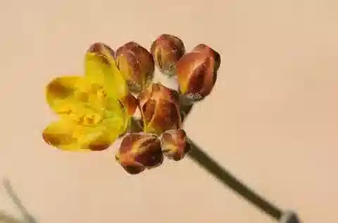 نبات Haplophyllum poorei subsp. poorei في بيئته الطبيعية
