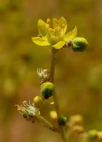 نبات Haplophyllum tuberculatum في بيئته الطبيعية