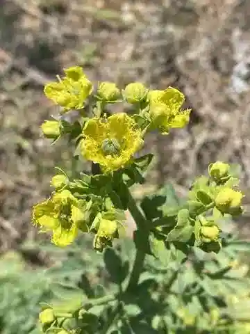 نبات ال ruta chalepensis في بيئته الطبيعية