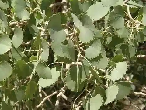 نبات Populus euphratica في بيئته الطبيعية