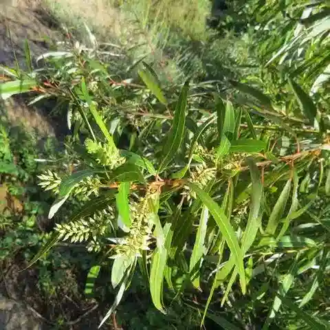 نبات الصفصاف mucronata في بيئته الطبيعية