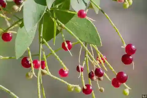 نبات السلفالية persica var. pubescens في بيئته الطبيعية