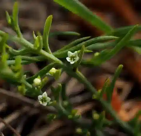 نبات الثيسيوم bergeri في بيئته الطبيعية