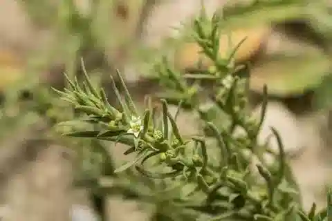 نبات الثيسيوم humile var. humile في بيئته الطبيعية