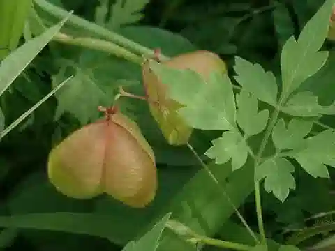 نبات Cardiospermum halicacabum في بيئته الطبيعية