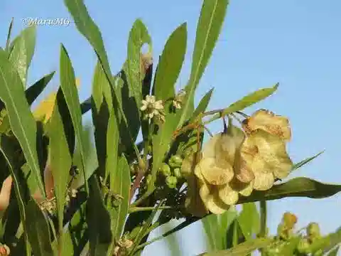 نبات الدونوا viscosa في بيئته الطبيعية