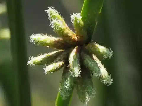 نبات الشوينوبلكتيلا المدببة في بيئته الطبيعية