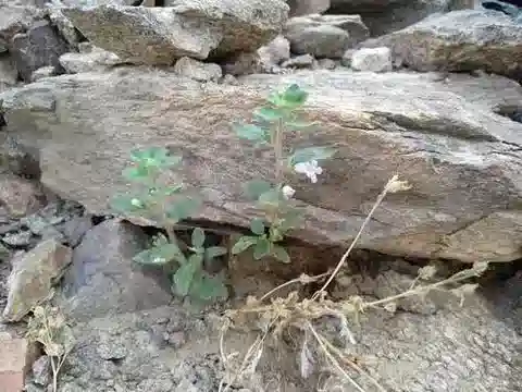 نبات المُضادّة glandulosa في بيئته الطبيعية