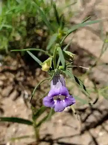 نبات المُضادّة senegalensis في بيئته الطبيعية