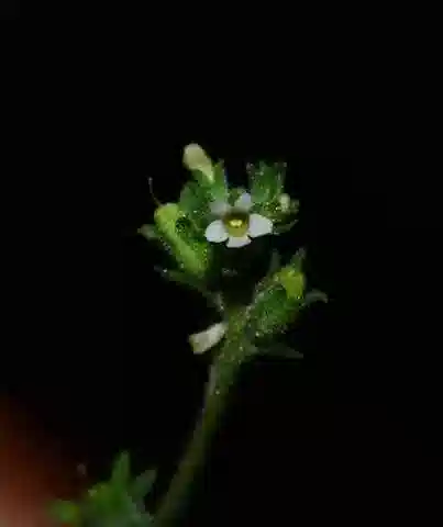 نبات جيمسبريتينيا dissecta في بيئته الطبيعية