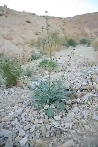 نبات حشيشة الغُدد deserti في بيئته الطبيعية