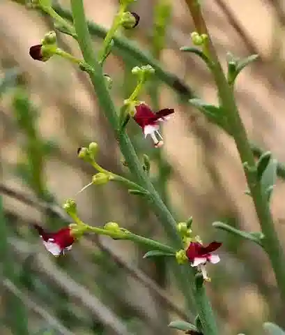 نبات حشيشة الغُدد hypericifolia في بيئته الطبيعية