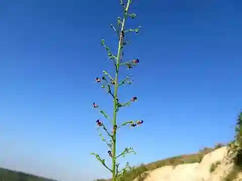 نبات حشيشة الغُدد xanthoglossa var. xanthoglossa في بيئته الطبيعية