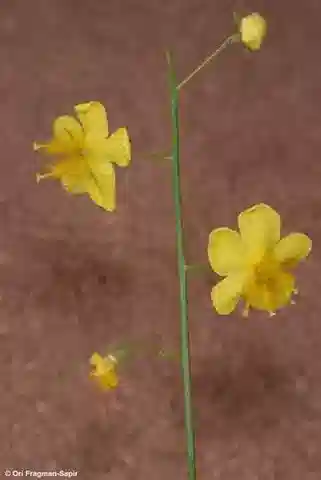نبات النبّال decaisneanum في بيئته الطبيعية