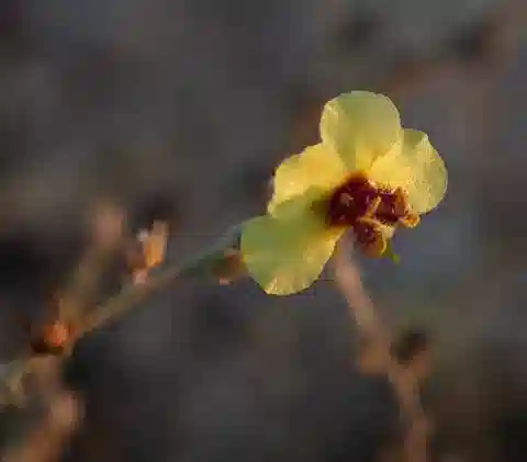 نبات النبّال eremobium في بيئته الطبيعية